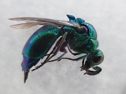 Chrysis lincea